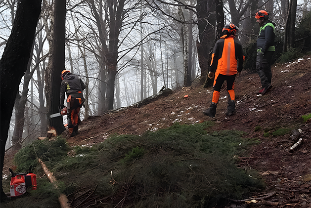 Lavoro-bosco